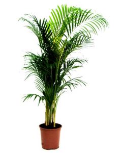 Kentia Palmboom (op aanvraag)